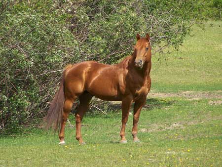 Hollasch Quarter Horses : Stallions